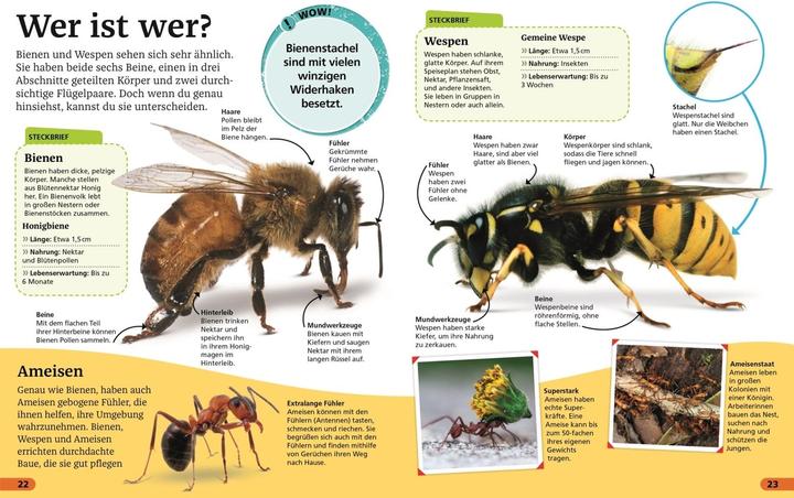 Produktbild Superchecker! Insekten (Deutsch, Andrea Mills, Brigitte Rüssmann, Wolfgang Beuchelt, 2022)