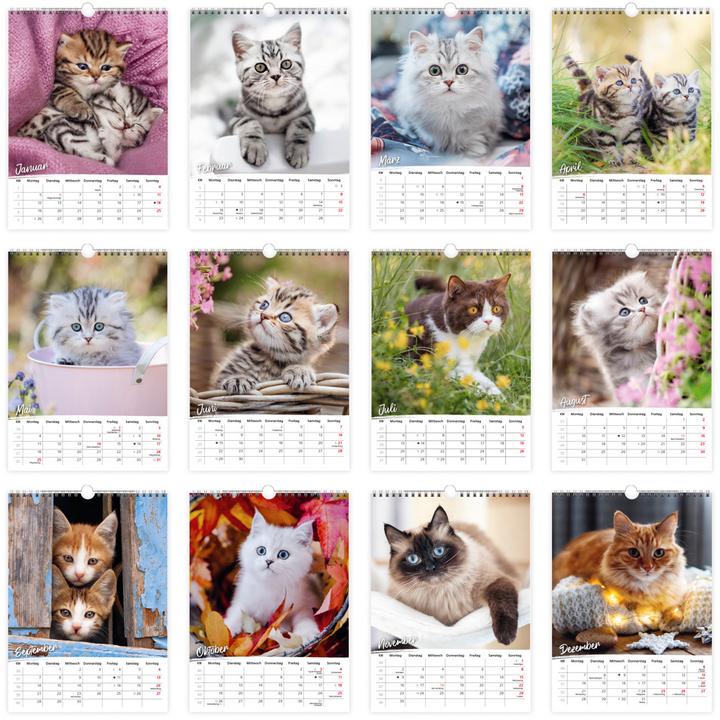 Produktbild Trtsch Classickalender Liebste Katzen 2026 (24 x 33 cm)
