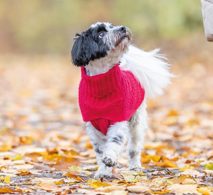 Actual product image Trixie Norwood pullover, XXS: 18 cm, red (XXS, Dog jumper)