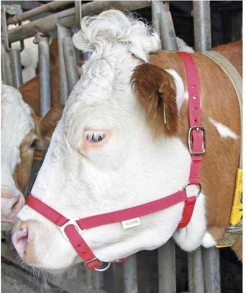 Actual product image Kerbl Demonstration halter