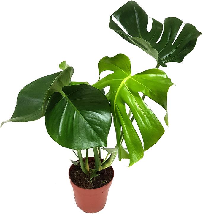 Image du produit Rutishauser Blumen Monstera (60 cm)