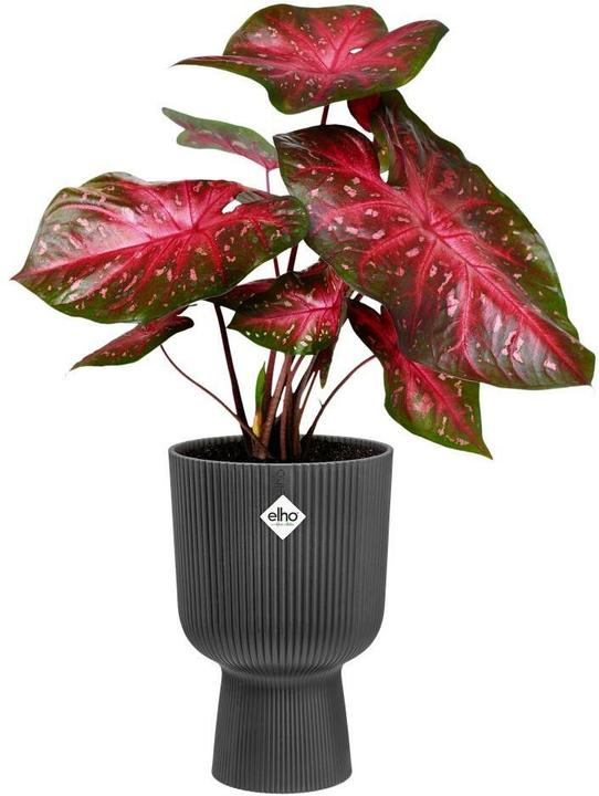 Image du produit Elho Vibes Fold Coupe (30 x 45 cm)