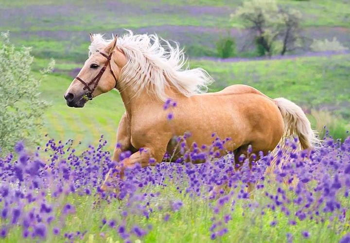 Produktbild Ravensburger Pferdeliebe (48 Teile)