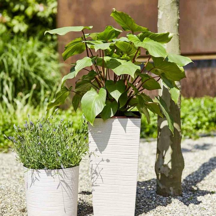 Actual product image Siena Garden ECO Nizza (25 cm)