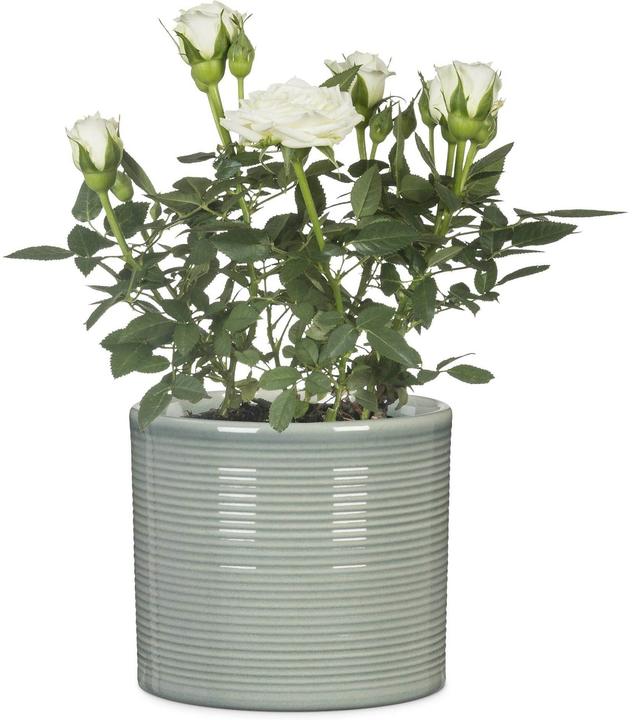 Produktbild Scheurich Sage Green 828 (16 x 15 cm)