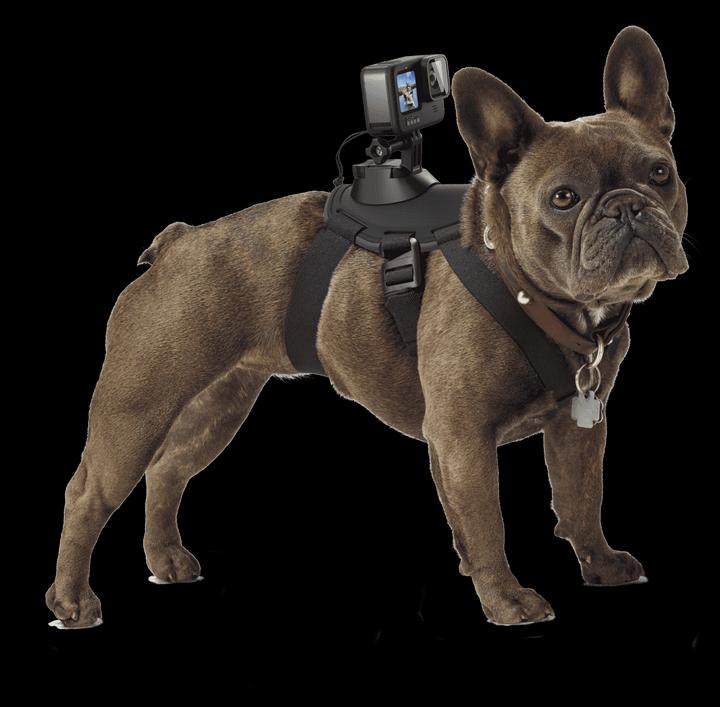 Immagine prodotto GoPro Imbracatura per cani Fetch (Universale, Eroe 7, Azione Osmo)