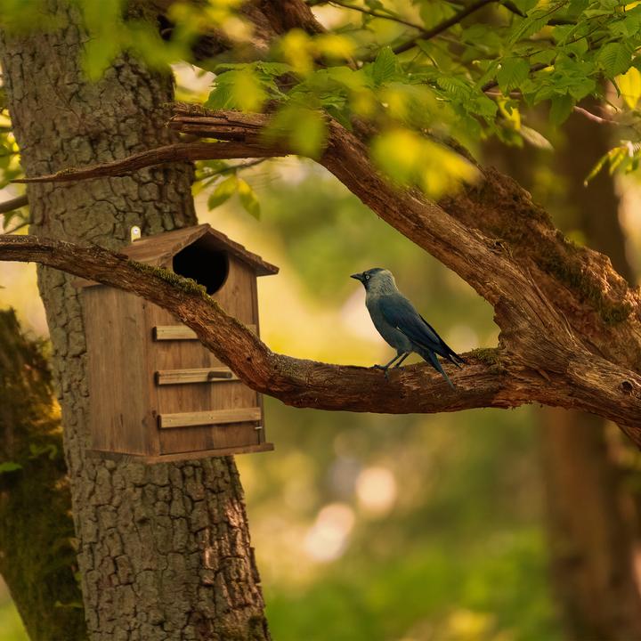 Actual product image Relaxdays Owl nesting box