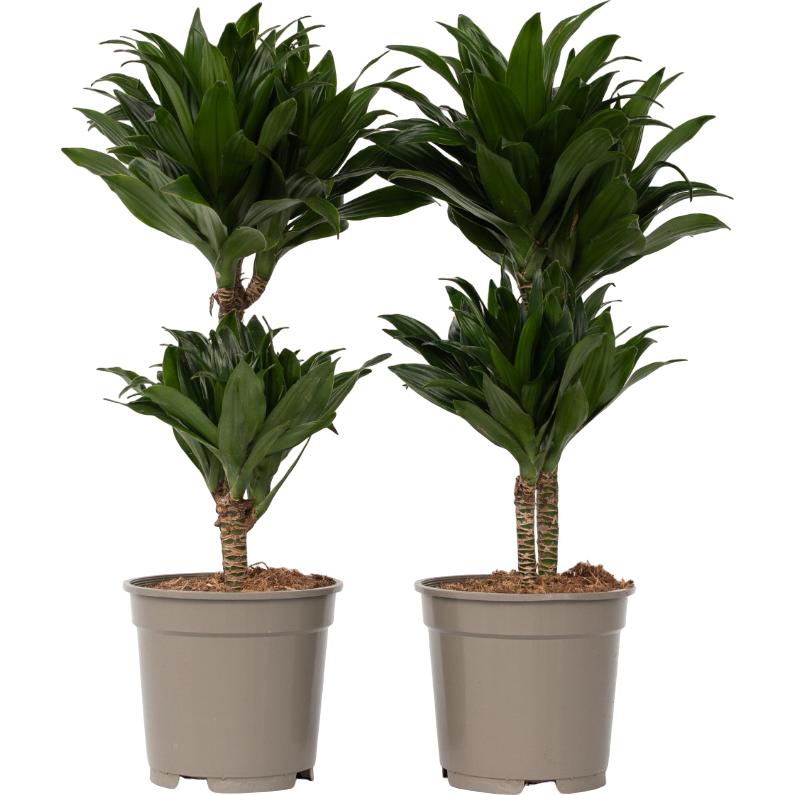 Plant in a Box, Pflanzen, Dracaena Deremensis Compacta - (50 cm)