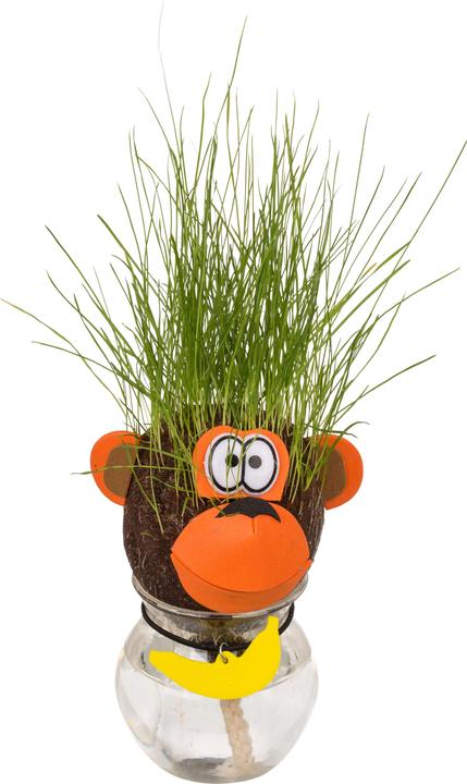 Out of the blue Grass Head in Container Monkey