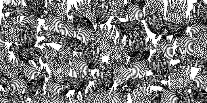 Actual product image Millie Marotta's Wonderful Animal Kingdom - The Most Beautiful Colouring Adventures