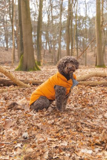 Actual product image Beeztees Hundemantel Wisti (XXS, Dog coat)