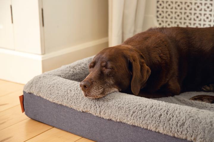 Immagine prodotto Beeztees Yura (Cane)