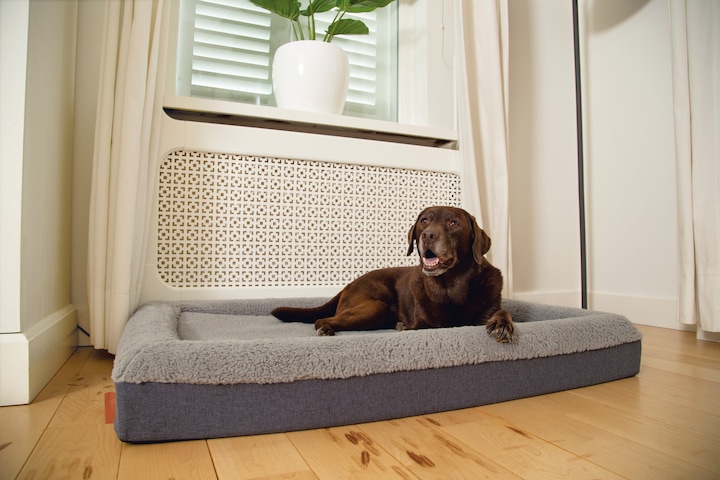 Actual product image Beeztees Yura (Dog)