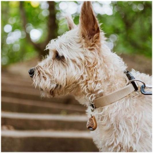 Image du produit Tickless Eco Pet (Chien)