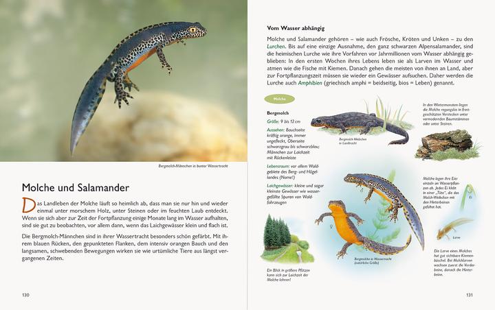 Produktbild Wawra's Naturbuch, Band 1: Säugetiere, Vögel, Reptilien, Amphibien (Deutsch, Johannes Wawra, Ursula Wawra, 2020)