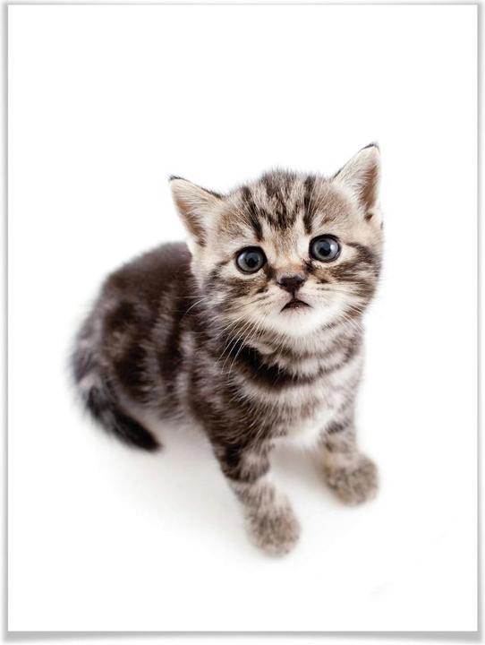 Image du produit Trenddeko chatons en gestation (60 x 80 cm)