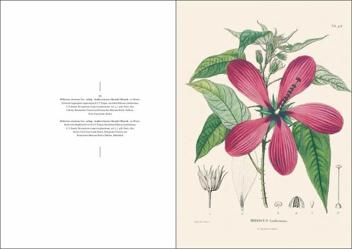 Produktbild Alexander von Humboldt und die botanische Erforschung Amerikas (Deutsch, H. Walter Lack, 2018)