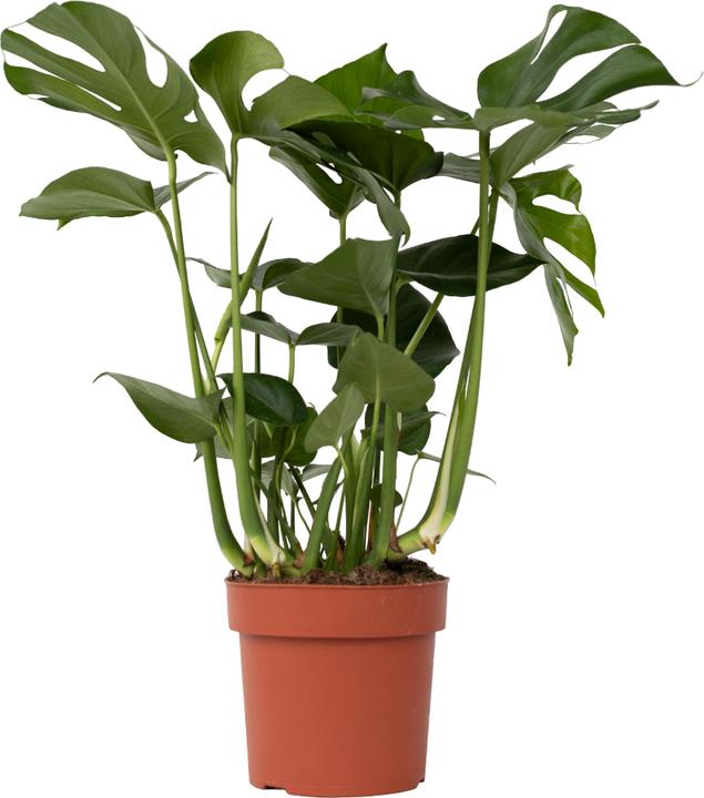 Actual product image Plant in a Box Monstera Deliciosa - Window leaf (80 cm)