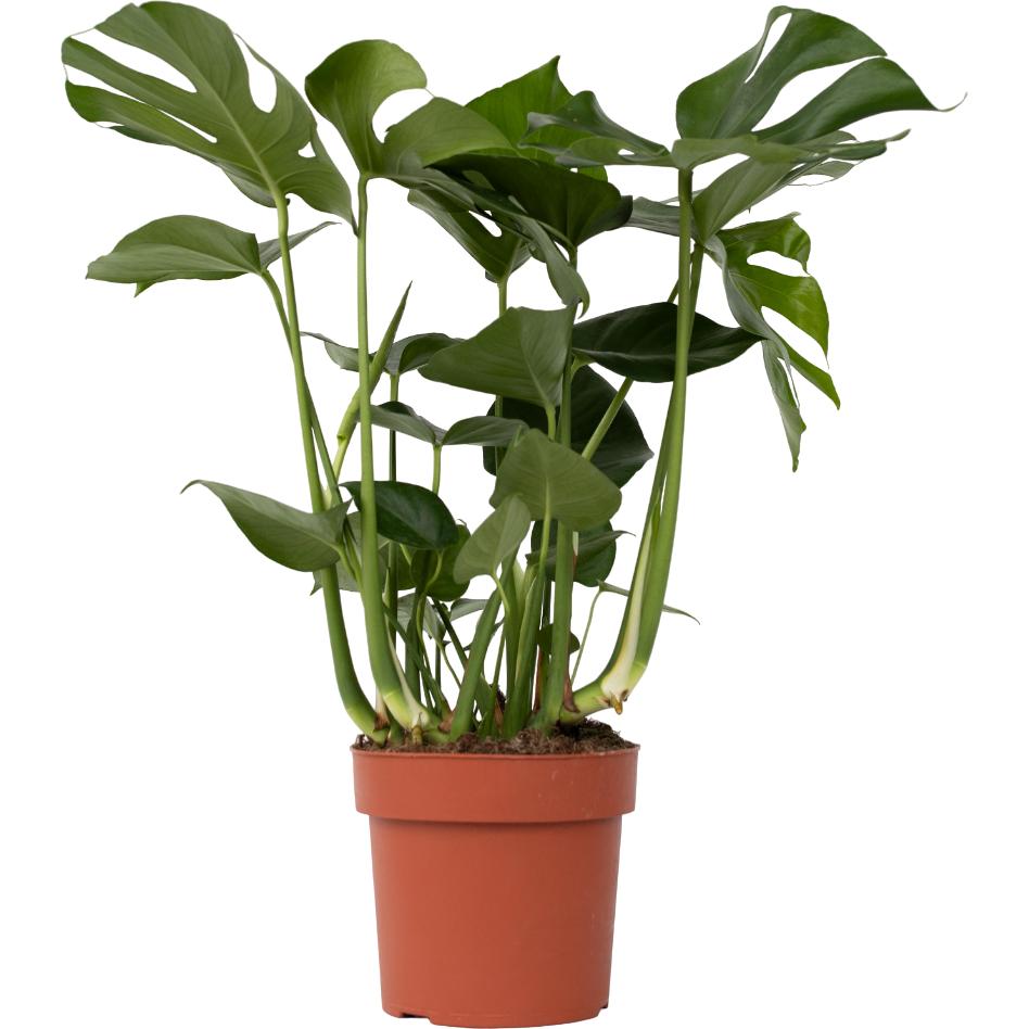 Plant in a Box, Pflanzen, Monstera Deliciosa - Fensterblatt (80 cm)