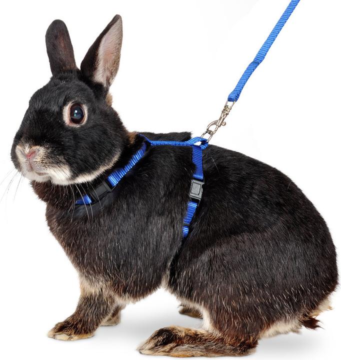 Actual product image Karlie Art Sportiv Plus Rabbit Harness and Leash (One size, Rodents, Walks)