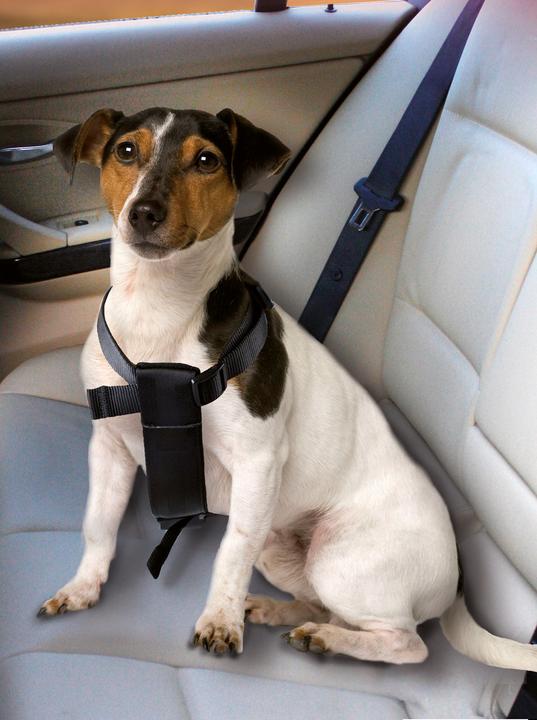 Produktbild Karlie Auto-Hundegeschirr (Hund)