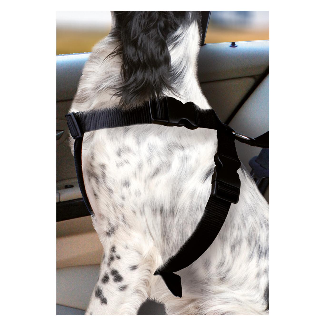 Karlie Flamingo (Hund), Tiertransport