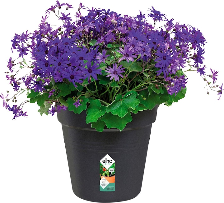 Actual product image Elho Green Basics (27 cm)
