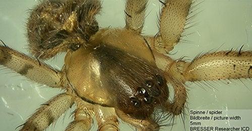 Produktbild Bresser Researcher ICD LED