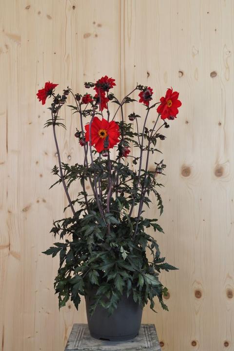 Produktbild Säntispracht Die Dahlie, leuchtender Blickfang für Sommer und Herbst - Dahlia Hybrida (150 cm)