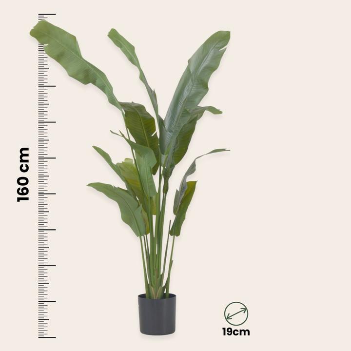 Immagine prodotto Plant in a Box Strelitzia - (160 cm)