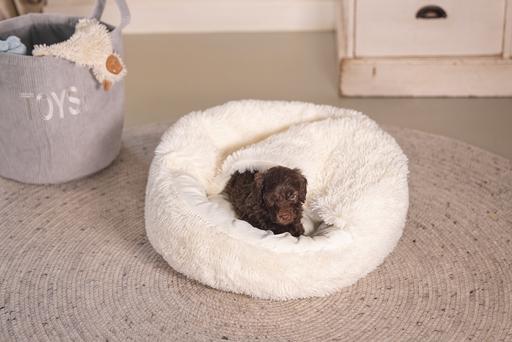 Actual product image Beeztees Puppy bed Kiki (Dog)