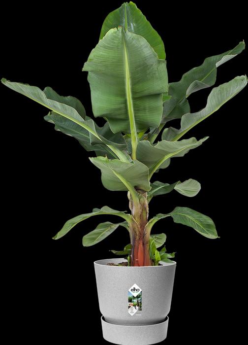 Immagine prodotto Elho Greenville Round (39 cm)