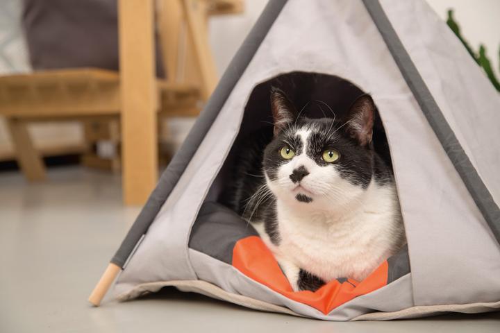 Image du produit Beeztees Tipi Tent (Chat)