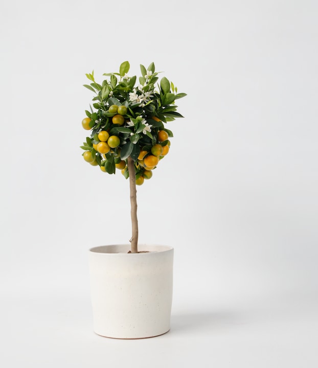 Produktbild Plant in a Box Citrus Mitis Calamondin - Orangenbaum (55 cm)