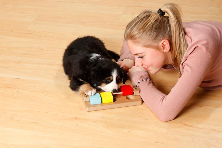 Actual product image Karlie Doggy Brain Train Rocky (Dog activity toy)