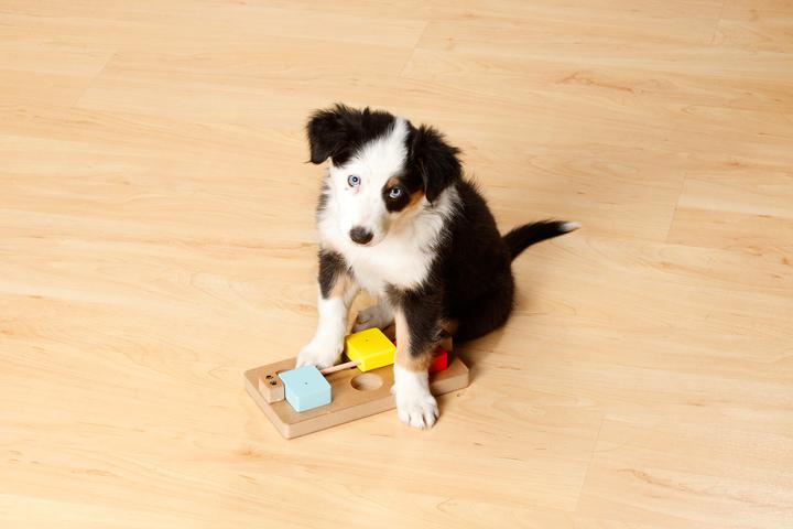 Actual product image Karlie Doggy Brain Train Rocky (Dog activity toy)