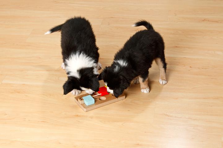 Actual product image Karlie Doggy Brain Train Rocky (Dog activity toy)