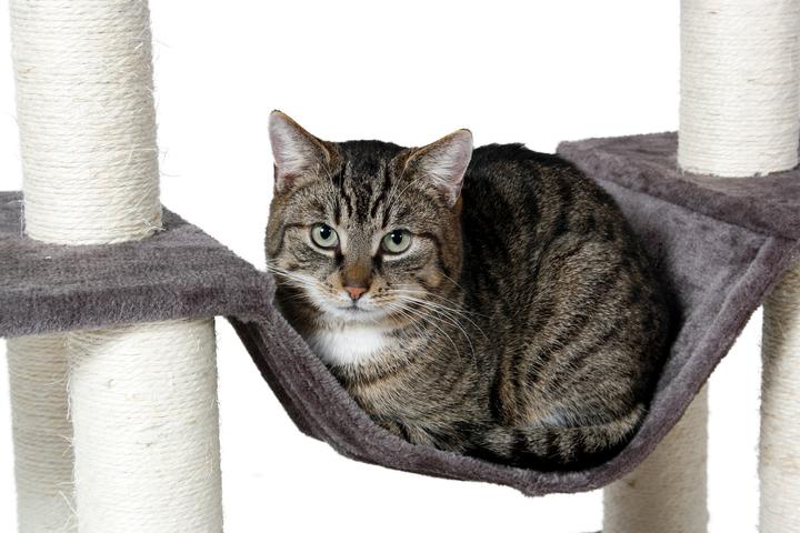 Actual product image Karlie Scratching post Victoria (141 cm, Beige)