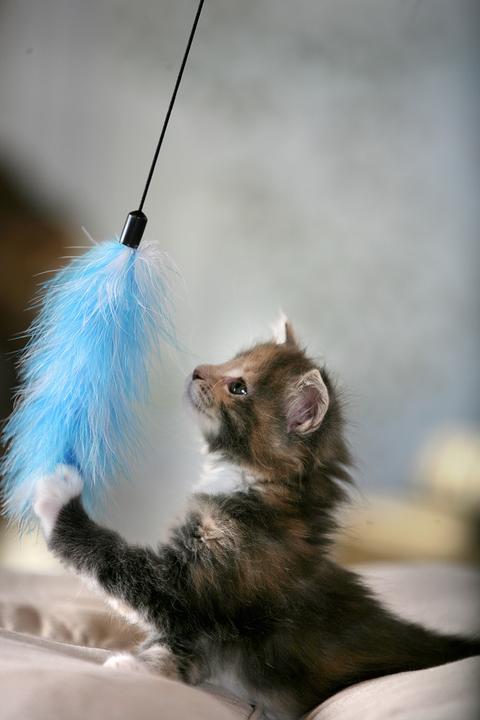 Actual product image Karlie Feather boa (Play fishing rod cat)