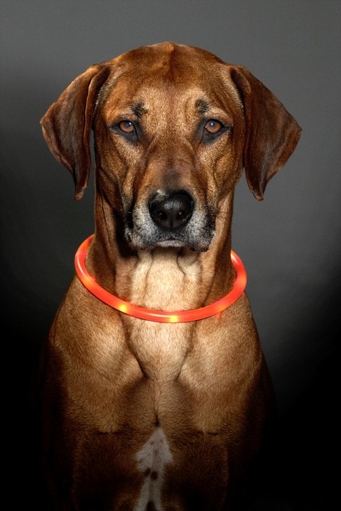 Image du produit Karlie Visio Light LED (L, Chien, Promenade)