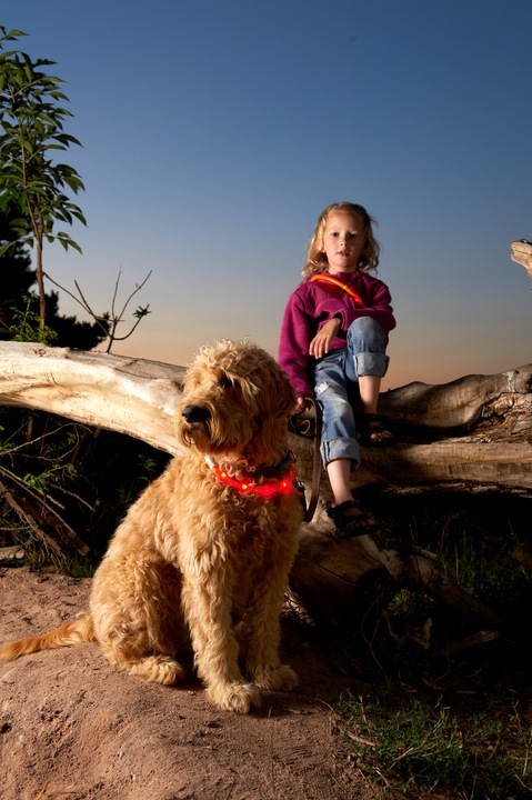 Image du produit Karlie Visio Light LED (L, Chien, Promenade)