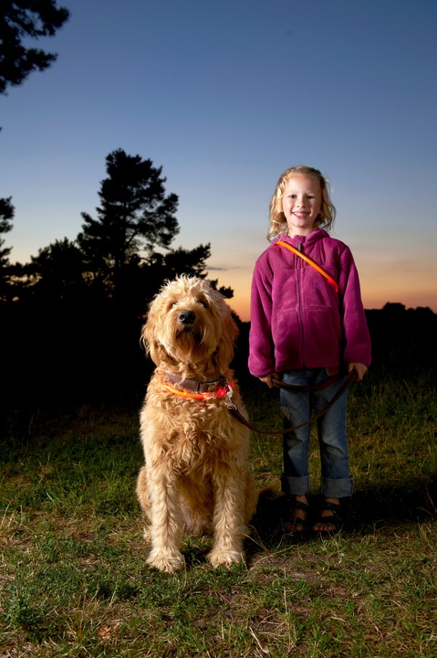 Image du produit Karlie Visio Light LED (L, Chien, Promenade)