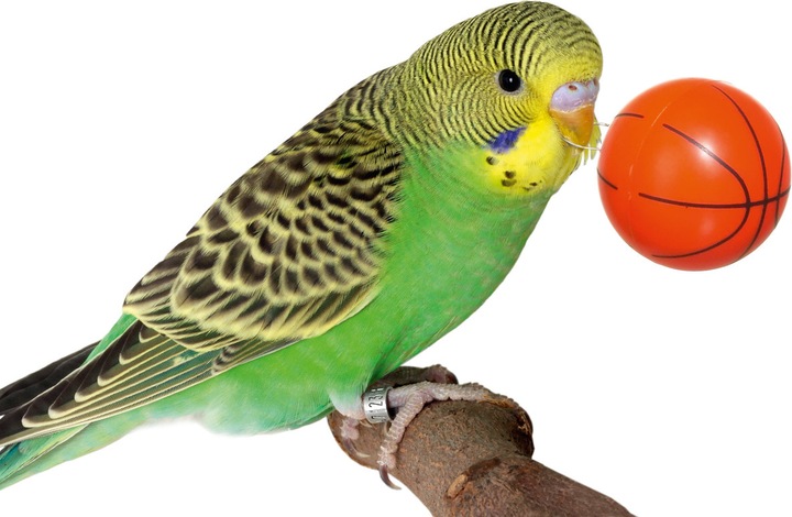 Actual product image Karlie Streetball