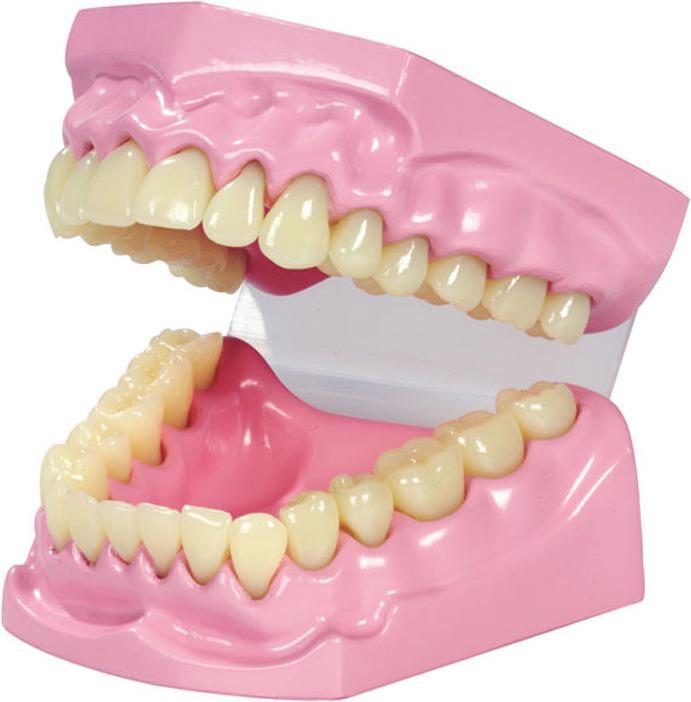Immagine prodotto Betzold Modello masticatorio e dentale