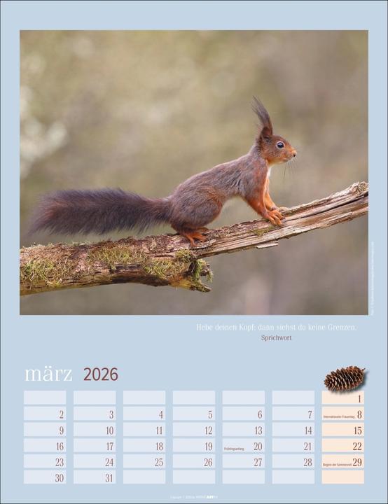 Actual product image Eichhörnchen Kalender 2026 (30 x 39 cm)