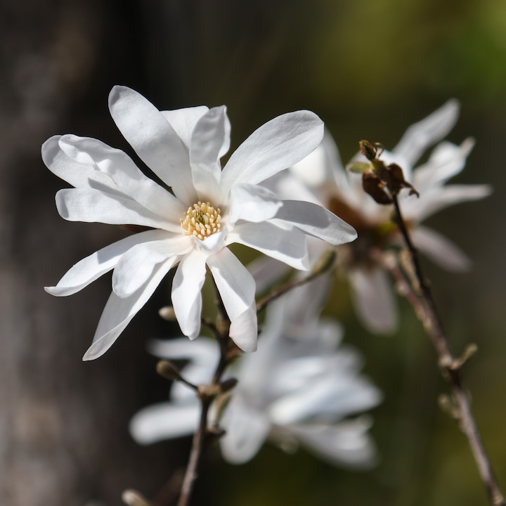 Produktbild Plant in a Box Magnolia Stellata - 3er Set Magnolie (25 cm)