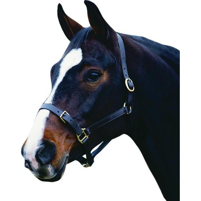 Weatherbeeta, Halfter