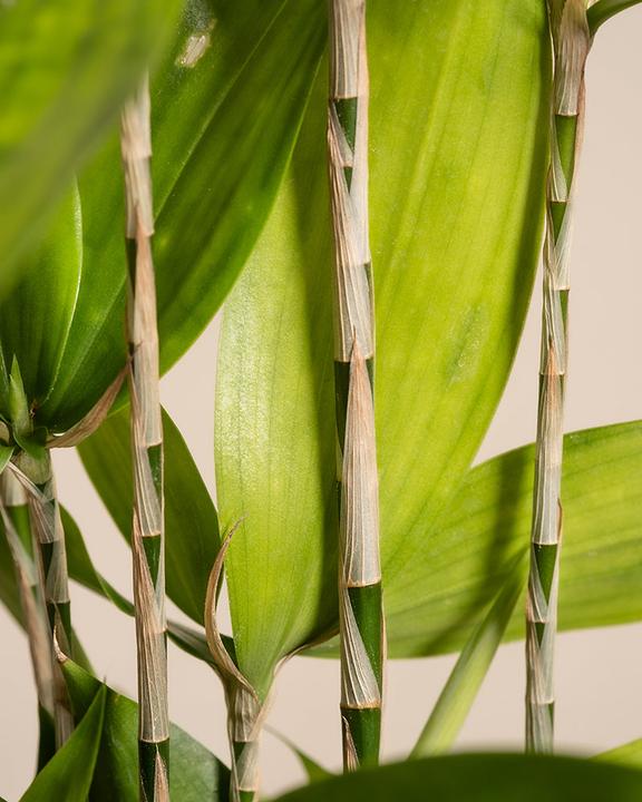 Actual product image feey Bambus-Drachenbaum (45 cm, Freshly repotted)