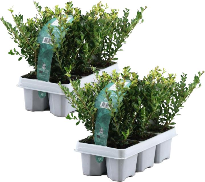 Produktbild Plant in a Box Ilex crenata 'Jenny' - 12er-Set Japanische Stechpalme (10 cm)