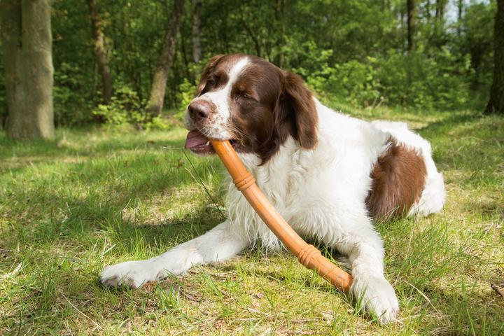 Immagine prodotto Beeztees Bastone Sumo Fit (Gioco da masticare per cani)